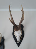 Trophy stand for bock - deer DJS15, handpainted
